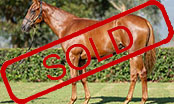 STAY INSIDE x KANSINO COLT.